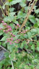 Ageratina occidentalis