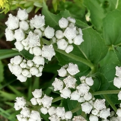 Parthenium integrifolium