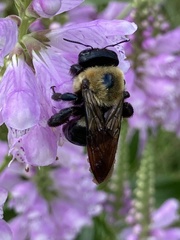 Xylocopa virginica