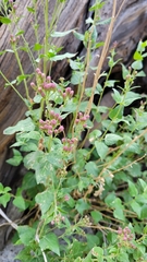 Ageratina occidentalis