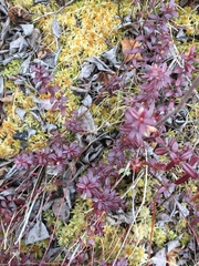 Vaccinium macrocarpon