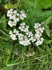 Parthenium integrifolium
