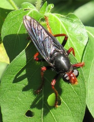 Proagonistes