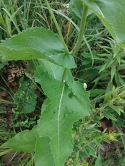 Parthenium integrifolium