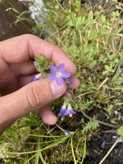 Polemonium occidentale occidentale