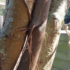 Ficus natalensis