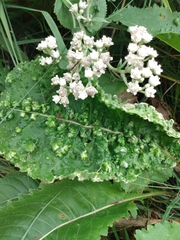 Parthenium integrifolium
