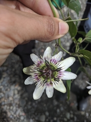 Passiflora alnifolia