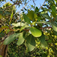 Ficus natalensis