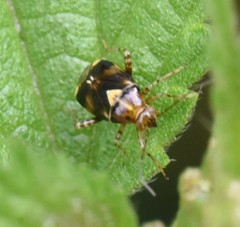 Liocoris tripustulatus