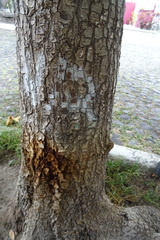 Terminalia kaernbachii