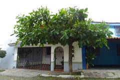 Terminalia kaernbachii