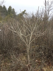 Toxicodendron vernix