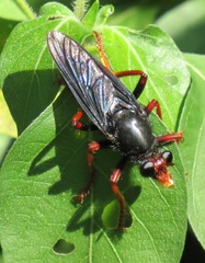 Proagonistes
