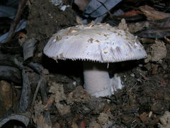 Amanita protecta