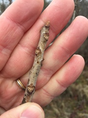 Toxicodendron vernix