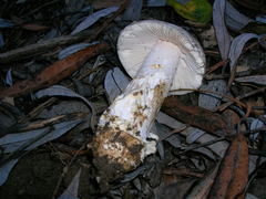 Amanita protecta