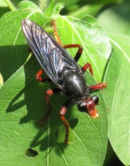 Proagonistes
