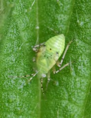 Liocoris tripustulatus