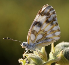 Pontia glauconome