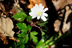 Anemonoides apennina