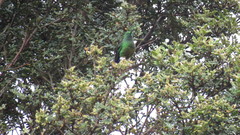 Eriocnemis cupreoventris