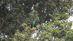 Eriocnemis cupreoventris