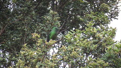 Eriocnemis cupreoventris