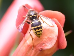 Dolichovespula media