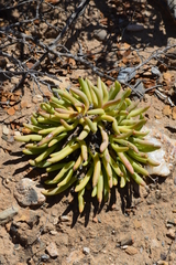 Cephalophyllum numeesense