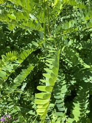 Astragalus canadensis