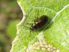 Phratora vitellinae