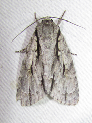 Acronicta texana