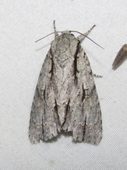 Acronicta texana