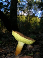 Boletus subtomentosus image
