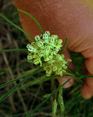 Asclepias stenophylla