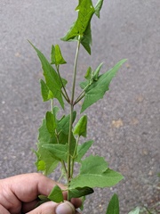 Atriplex prostrata