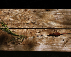 Asclepias stenophylla