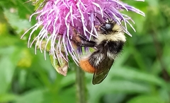 Bombus wurflenii