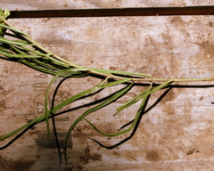 Asclepias stenophylla