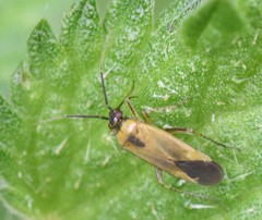 Plagiognathus arbustorum