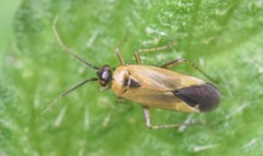 Plagiognathus arbustorum