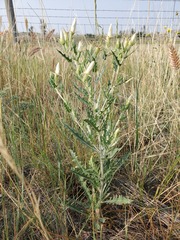 Mentzelia decapetala