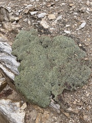 Petrophytum