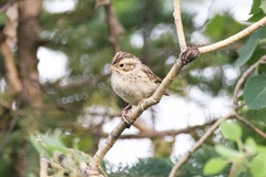 Spizella pallida