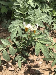 Solanum jamesii