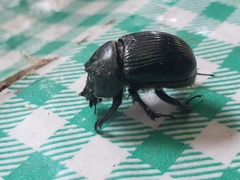 Ceratotrupes
