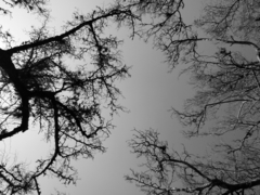 Celtis tala