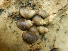 Littoraria variegata