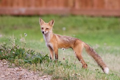 Vulpes vulpes